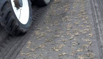 6-4-2017 Hosta planten