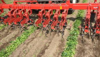 30-5-2017 Werkzaamheden in de aardbeiplanten