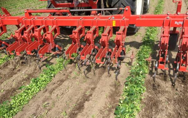 2017 mei 26 aardbei onkruid 600x375