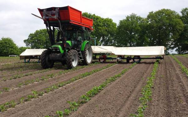 2017 mei 26 aardbei wiedbed 600x375