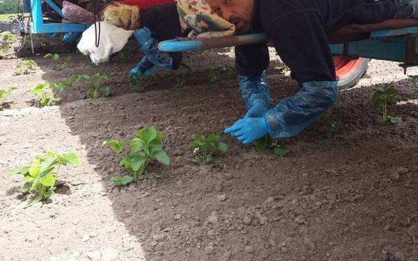 2017 mei 26 aardbei wiedbed1 600x375