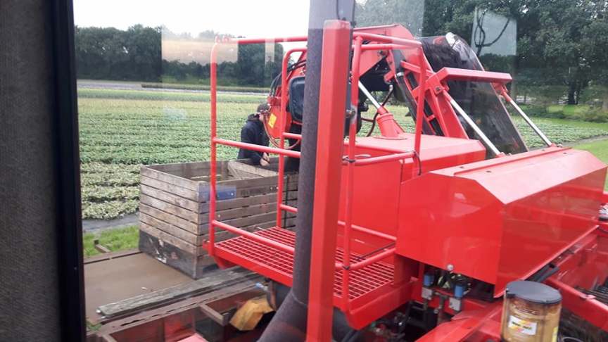 12-10-2017 Geraniums rooien