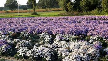 17-10-2017 Heel Hardenberg Bloeit !