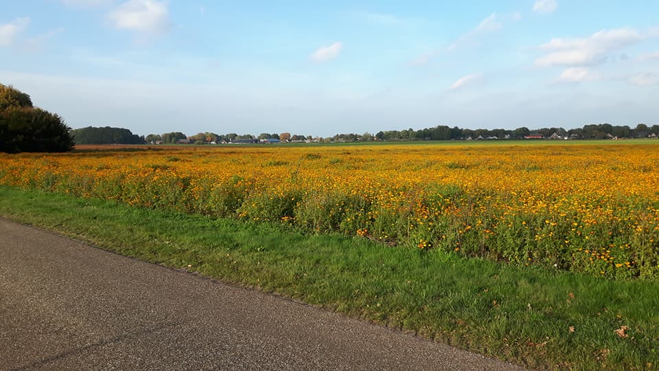 2017 okt hhbloeit afrikanen