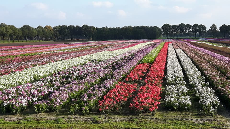 2017 okt hhbloeit phlox