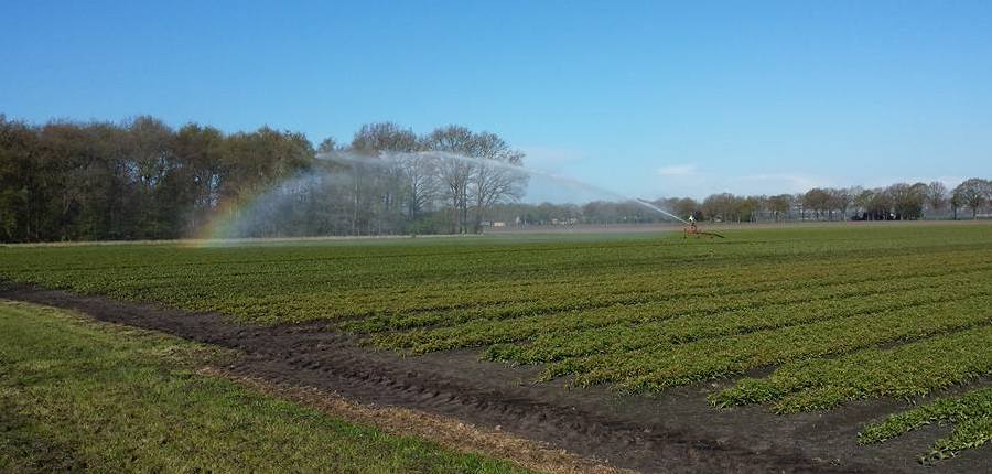 20170427 lelie beregenen markhorst 2 900x430