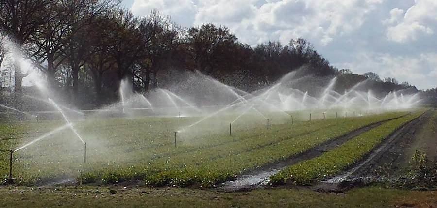 20170427 lelie beregenen markhorst 3 900x430