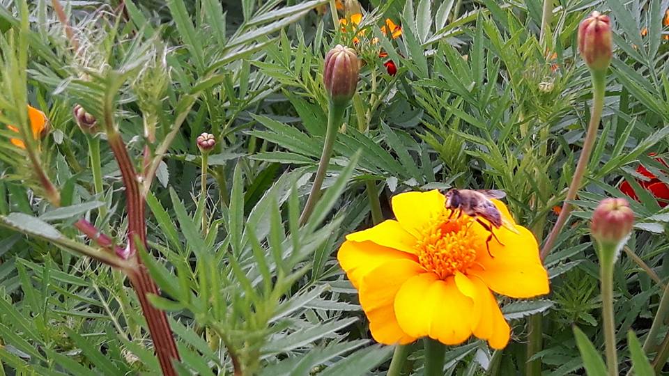 2017 aug 20 afrikaantjes