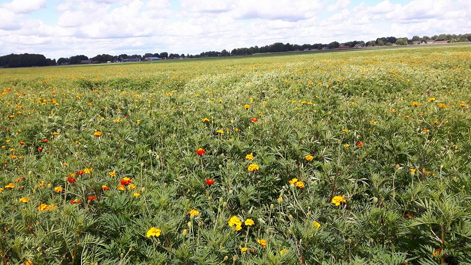 2017 aug 20 afrikaantjes 2