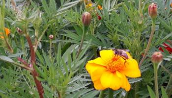 21-8-2017 Tagetes (afrikaantjes)