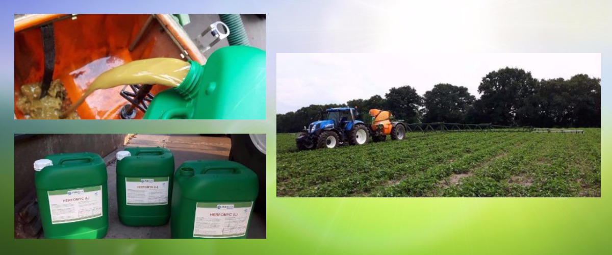 coll nws aardbei markhorst 21 7 17