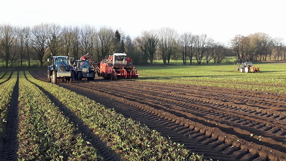 2018 01 16 aardbei rooien markhorst 1