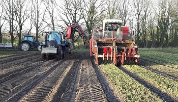 30-1-2018 Aardbeiplanten rooien