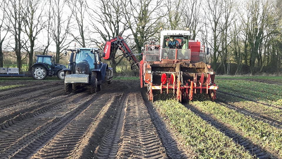 30-1-2018 Aardbeiplanten rooien