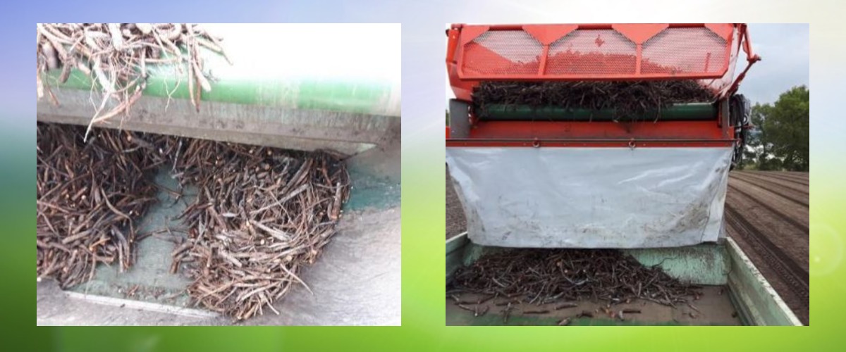 2018 11 03 pioenplant collage markhorst