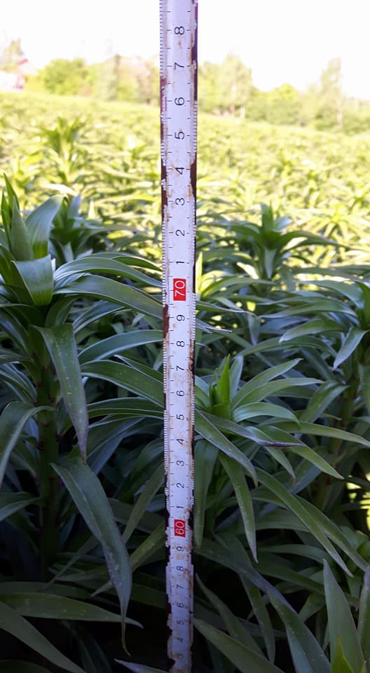 2018 5 10 lelie meten