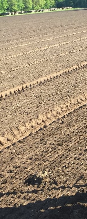 2018 5 13 kivitsnest 2lelie