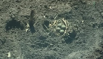 15-5-2018  druk weekje...