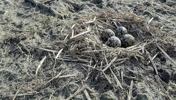 30-3-2019 Kievitseieren