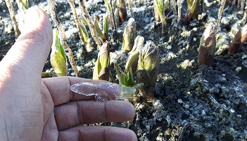 1-4-2019 Nachtvorstschade...