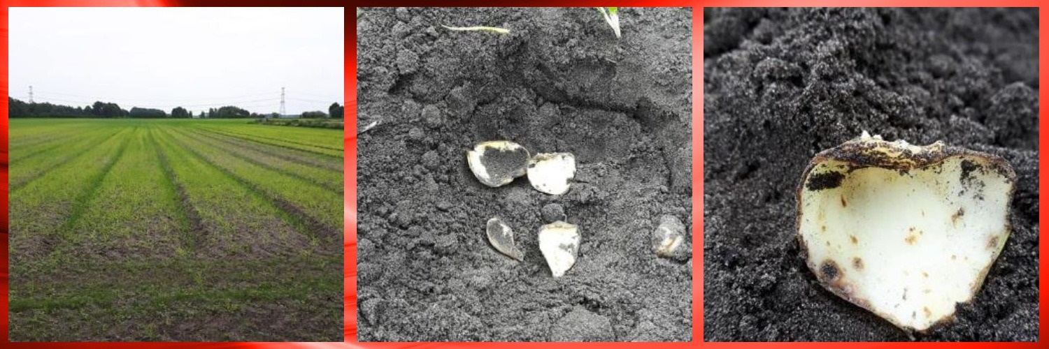 9-6-2019 Wat een onkruid...???