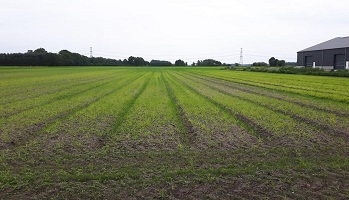 9-6-2019 Wat een onkruid...???