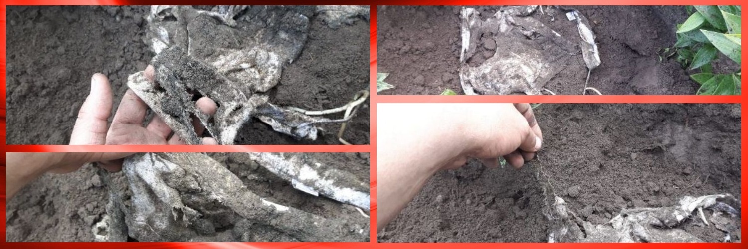 2019 06 20 onderbroek collage markhorst