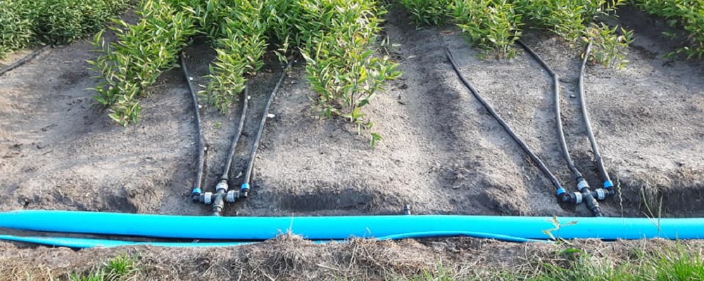 2019 07 17 drip bio 4 markhorst