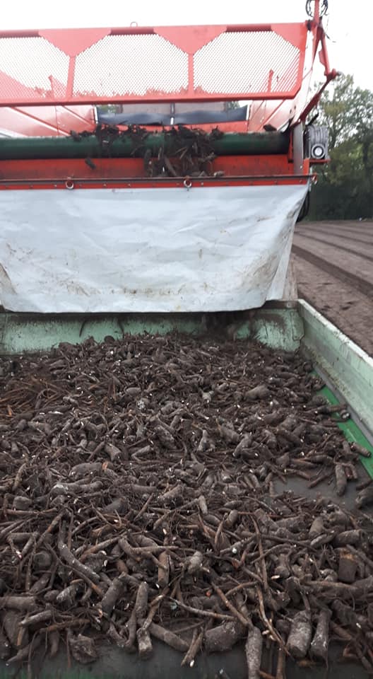 2019 10 26 pioenplanten1 markhorst