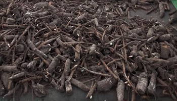 26-10-2019 Pioenen planten