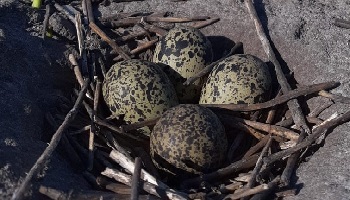 6-3-2020 Nestjes op het land