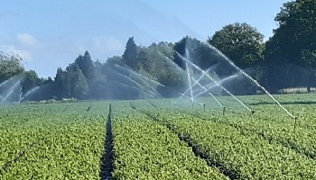 28-5-2020 En de boer, hij pl... beregende voort!