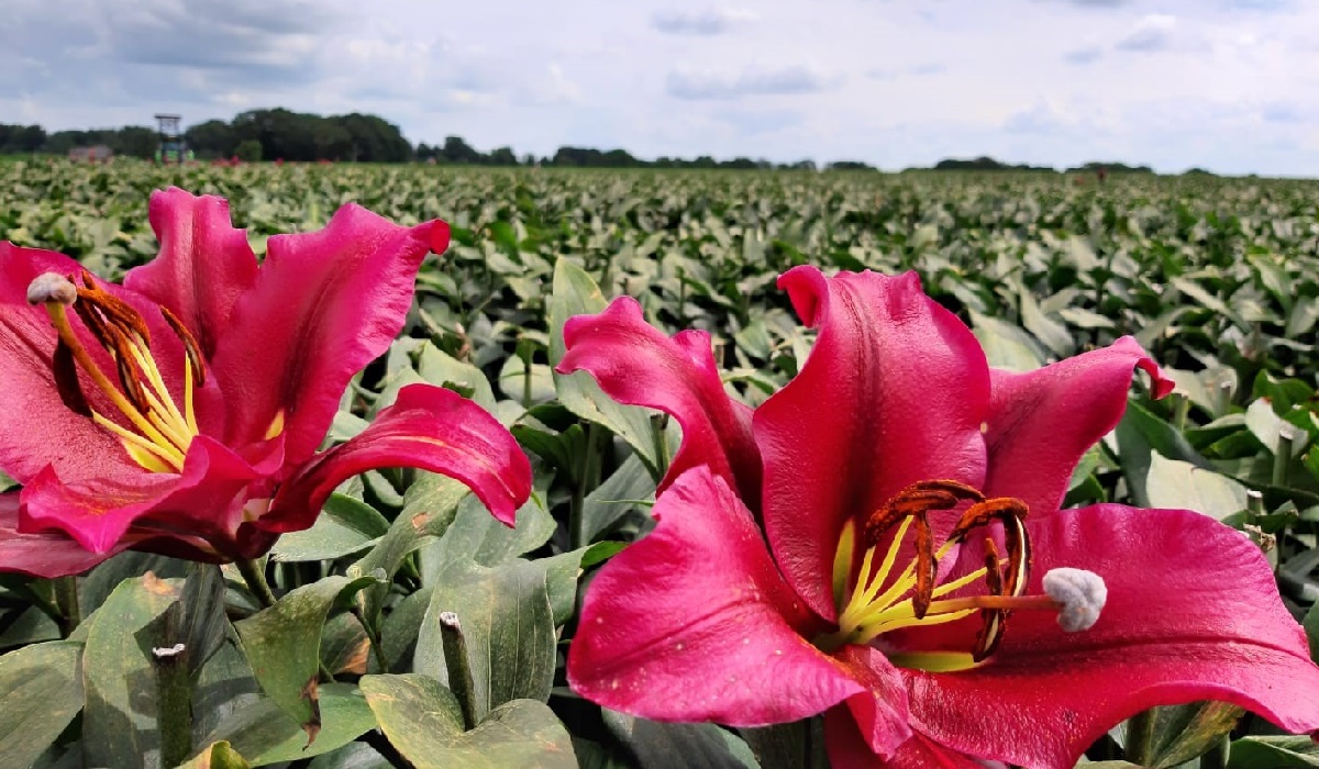 7-7-2020 Lelies koppen