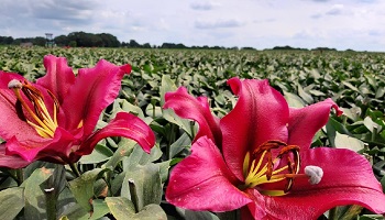 7-7-2020 Lelies koppen