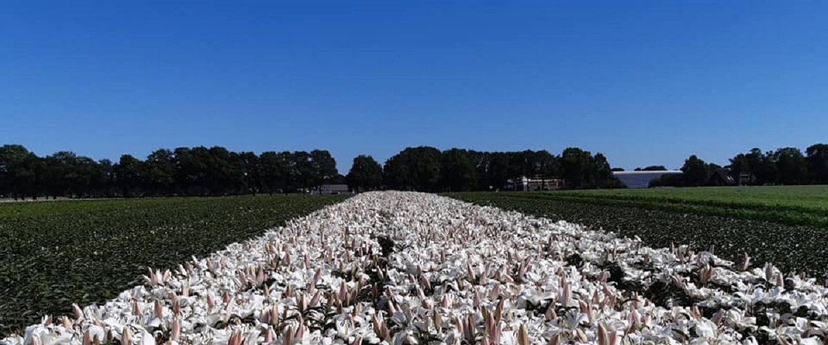 6-8-2020 bloeiende lelies?