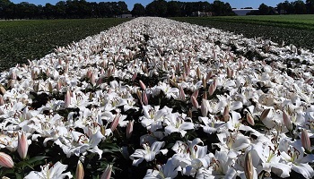 6-8-2020 bloeiende lelies?