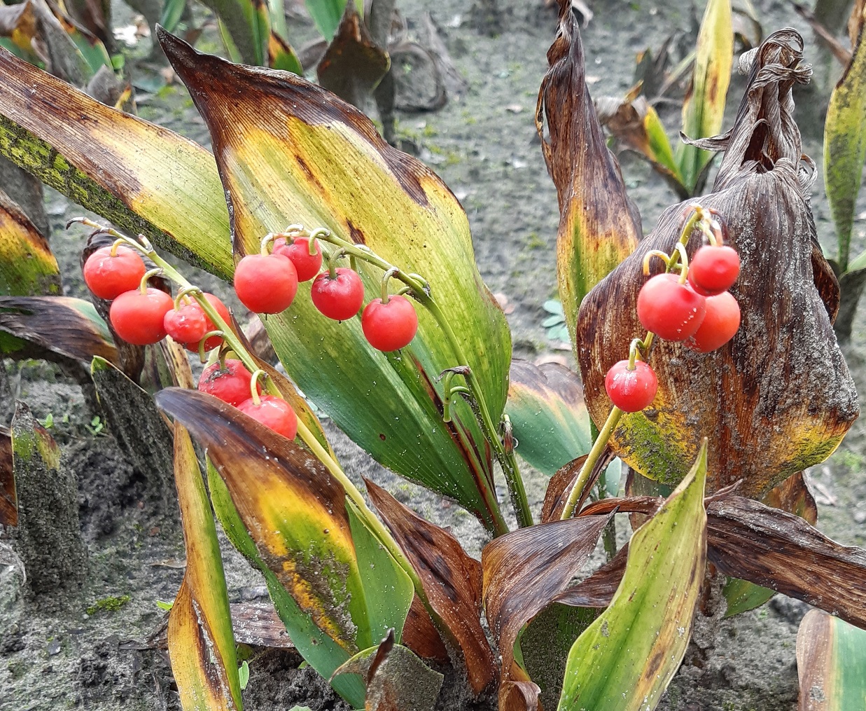 20200927 lelievandalen1