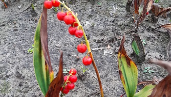 27-9-2020 Herfstige Lelietjes van Dalen