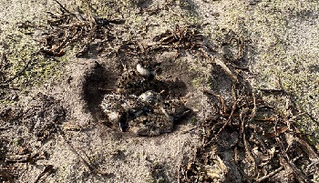 16-4-2021 We zien ze wel zitten...