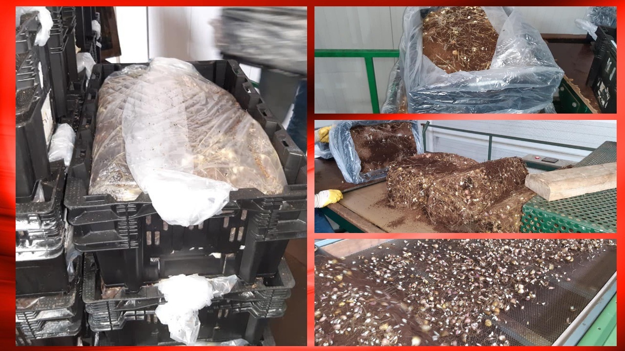 2021 05 27 collage schubben