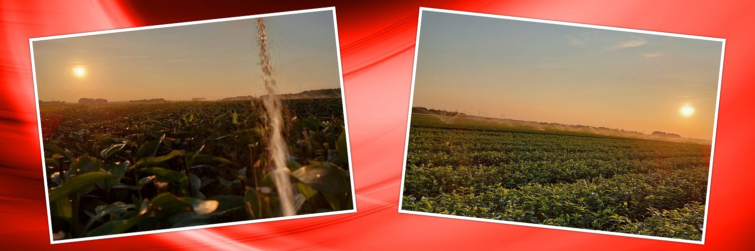 2021 06 08 collage beregenen