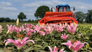 20-7-2021 de koppen rollen...