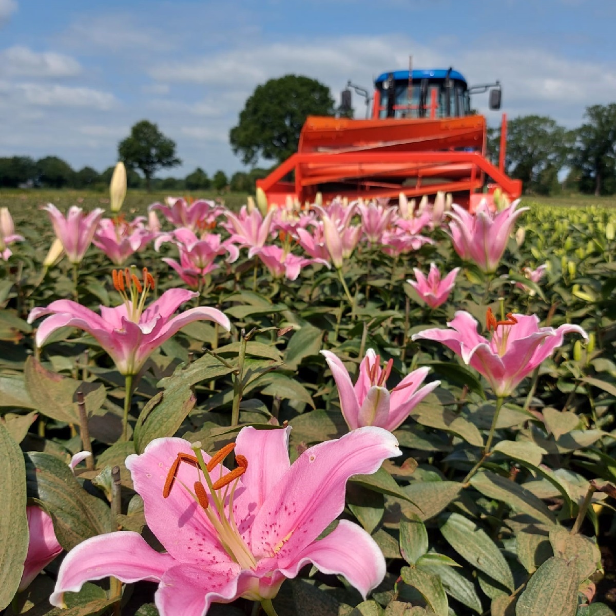 2021 07 20 koppen1 vierkant