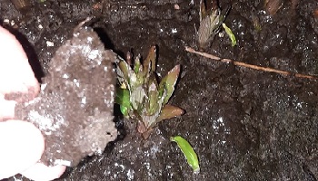 28-4-2022 Dat was koud vanochtend