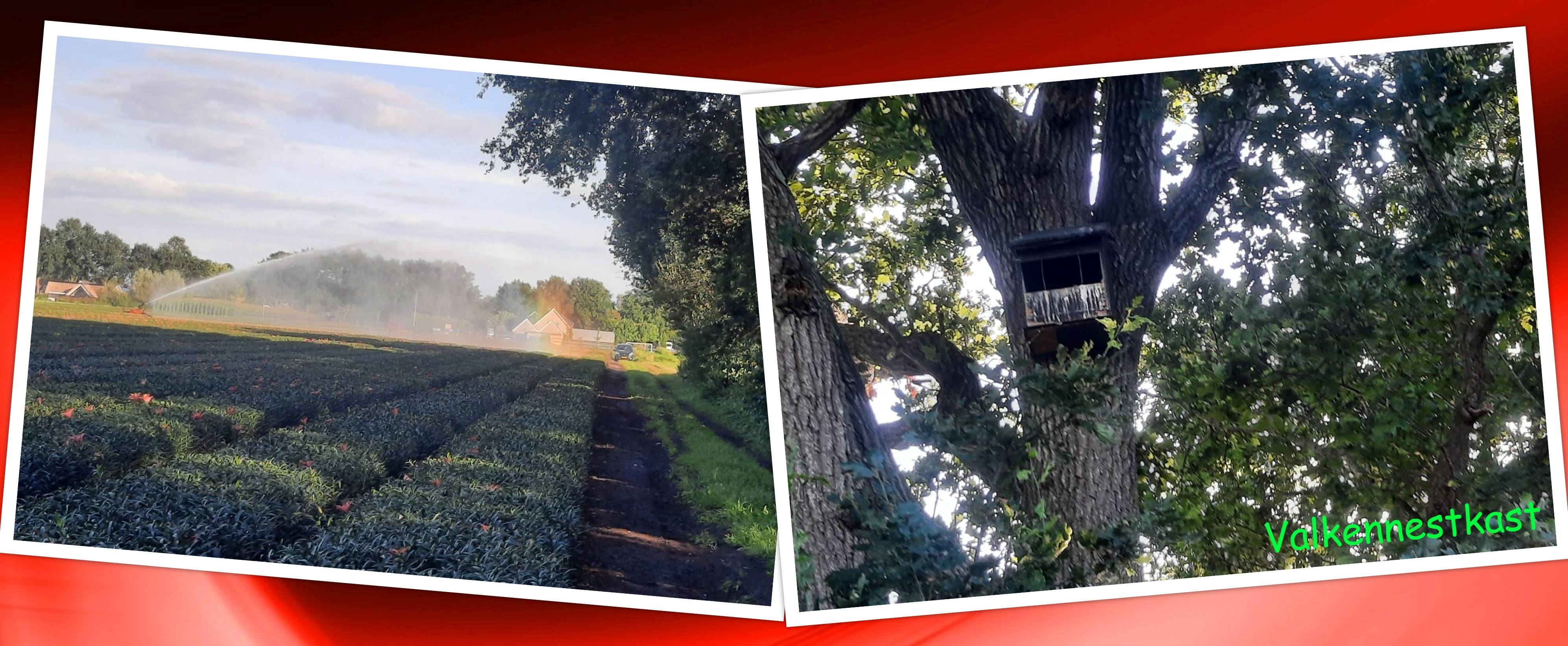 2022 08 01 collage valkennest