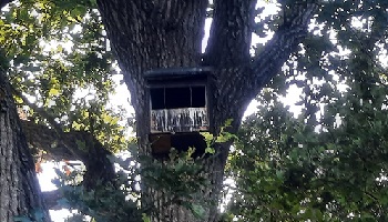 1-8-2022 Een valkennest...