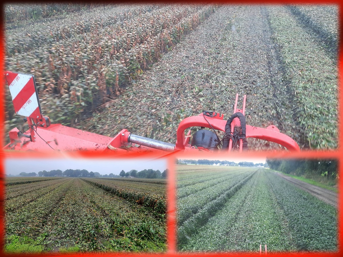 2022 09 24 collage inkorten