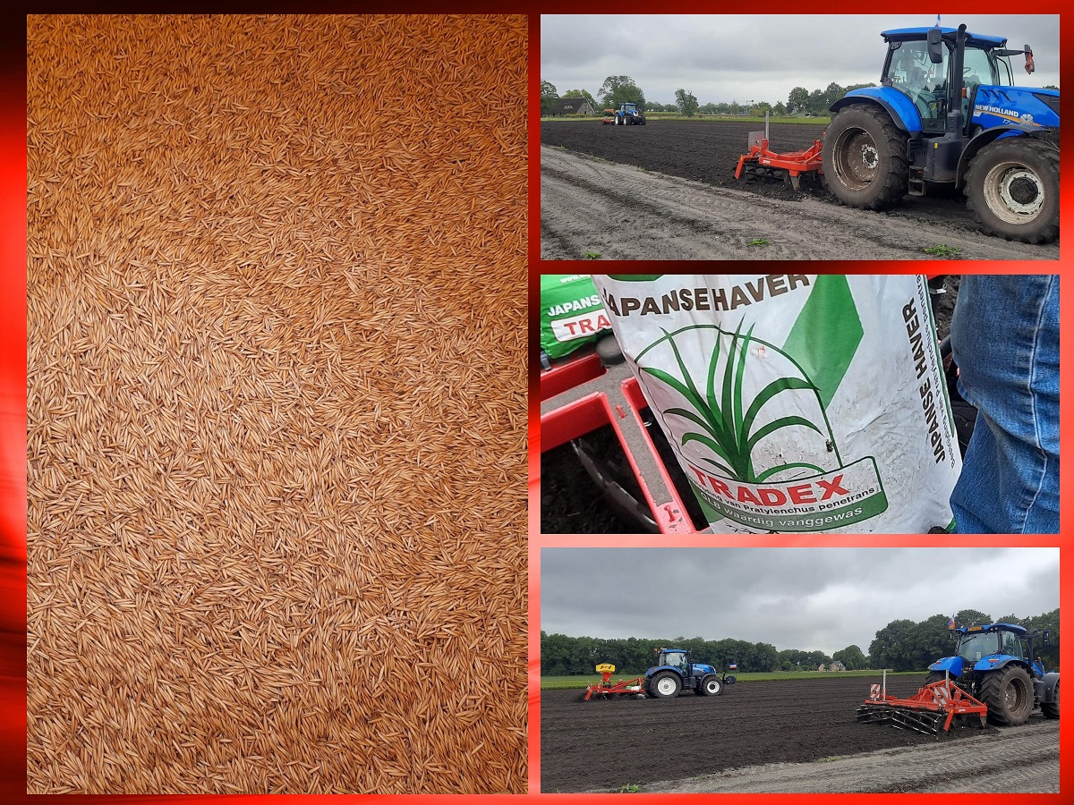 2022 09 24 collage japanse haver