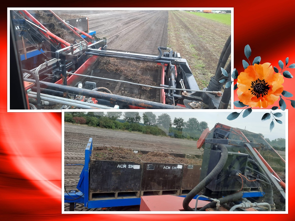 2022 10 07 collage laatste pioen