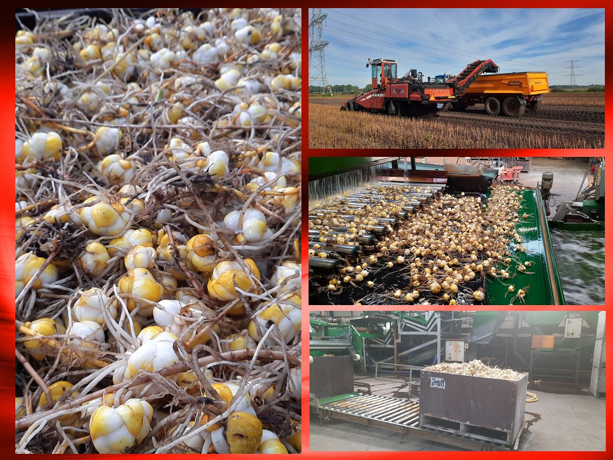 2022 10 10 collage plantgoedoogst